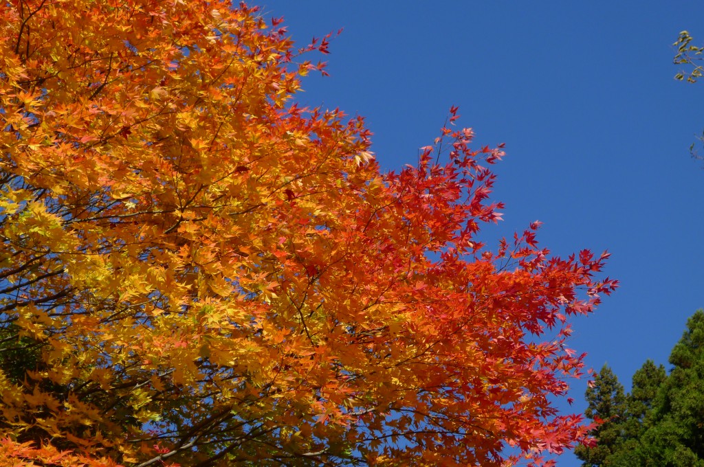 名栗湖周辺の紅葉